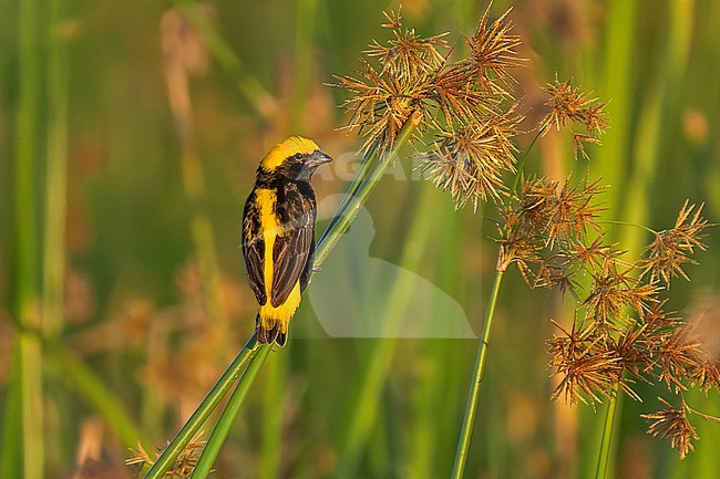 Yellow-crowned Bishop (Euplectes afer ladoensis) male breeding perched on emergent vegetation in a swamp in southern Kenya stock-image by Agami/Andy & Gill Swash ,