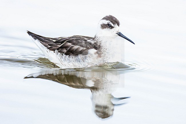  stock-image by Agami/Menno van Duijn,