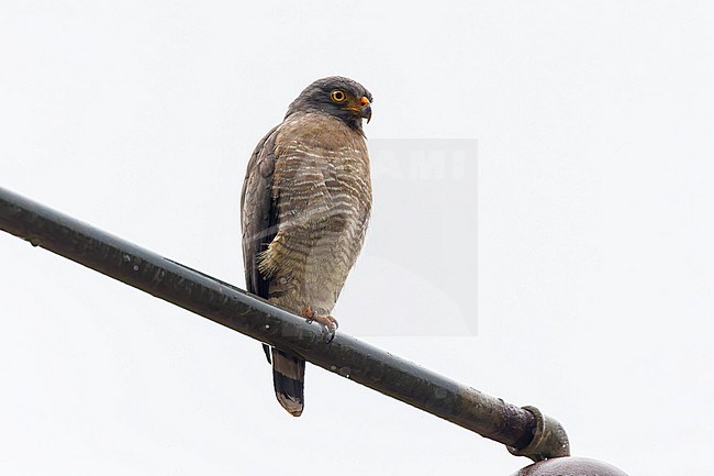 The Roadside Hawk is found all the way from southern North America to southern Argentina. It is often seen close to people and not shy. stock-image by Agami/Jacob Garvelink,