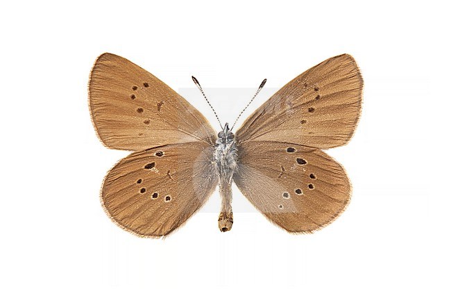 Dusky Large Blue, Donker pimpernelblauwtje, Phengaris nausithous stock-image by Agami/Wil Leurs,