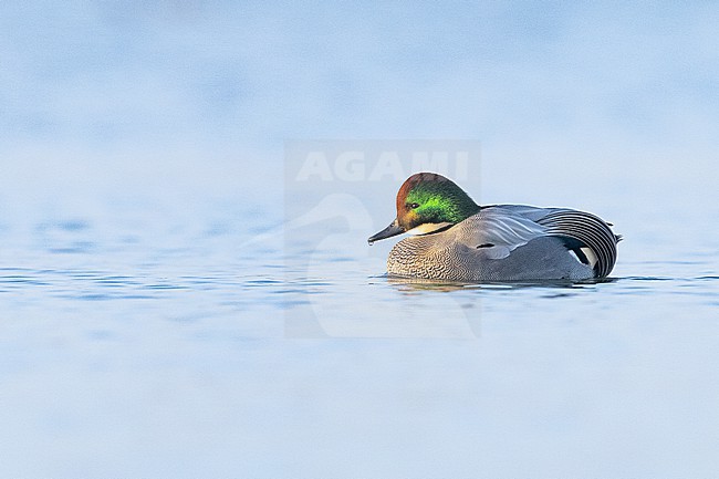 Bronskopeend, Falcated Duck, Mareca falcata stock-image by Agami/Menno van Duijn,