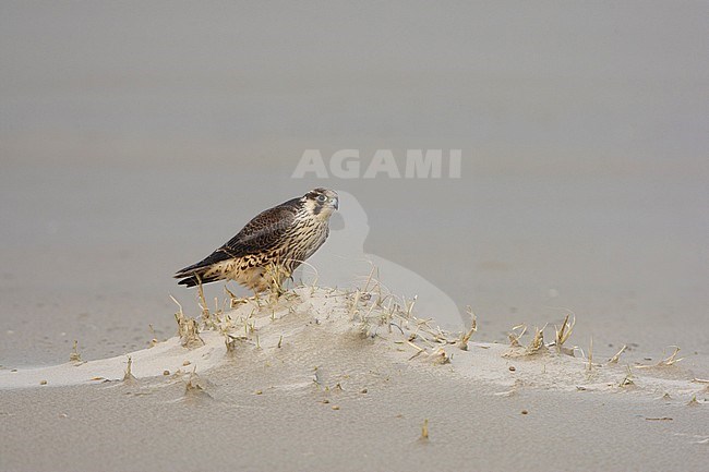 Slechtvalk; Peregrine Falcon (Falco peregrinus) stock-image by Agami/Arie Ouwerkerk,