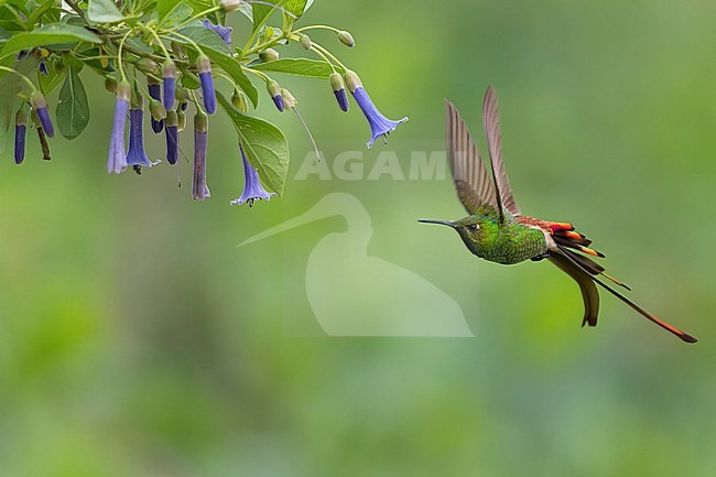 Red-tailed Comet (Sappho sparganurus) feeding in Argentina stock-image by Agami/Dubi Shapiro,