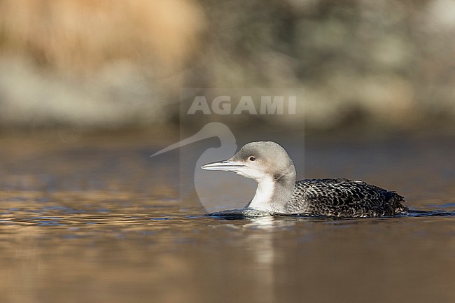 Pacific Loon (Gavia pacifica), Switzerland, 1st cy stock-image by Agami/Ralph Martin,