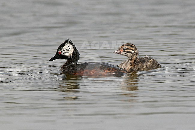 White-tufted Grebe (Rollandia rolland chilensis) with a kid at Mejia Wetlands, Mejia, Peru. stock-image by Agami/Tom Friedel,