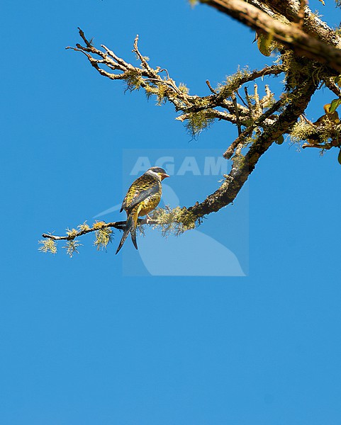 Swallow-tailed Cotinga (Phibalura flavirostris) perched on a mossy branch, Itatiaia, Brazil stock-image by Agami/Tomas Grim,