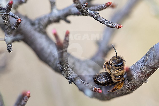 Andrena flavipes - Gemeine Sandbiene, France (Alsace), imago, female stock-image by Agami/Ralph Martin,
