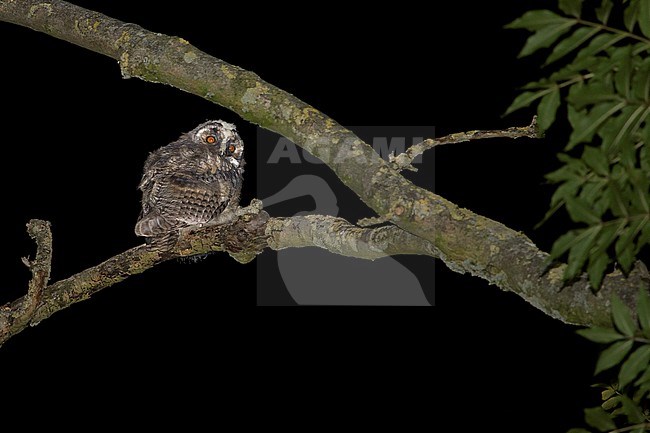 Juvenile Long-eared Owl stock-image by Agami/Theo Douma,