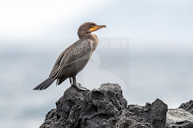 First winter Double-crested Cormorant (Phalacrocorax auritus) perched tired on a rock in old harbour of Corvo, Azores, Portugal. stock-image by Agami/Vincent Legrand,