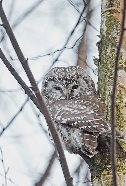 Tengmalm’s Owl (Aegolius funereus) Helsinki Finland December 2017 stock-image by Agami/Markus Varesvuo,