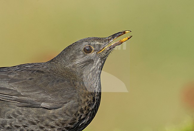 Eurasian Blackbird (Turdus merula) stock-image by Agami/Alain Ghignone,