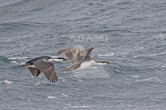 South Georgia shag, Leucocarbo georgianus, at sea between Argentina and South Georgia. stock-image by Agami/Pete Morris,