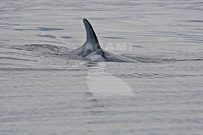 Minke Whale (Balaenoptera acutorostrata) near Spitsbergen stock-image by Agami/Pete Morris,