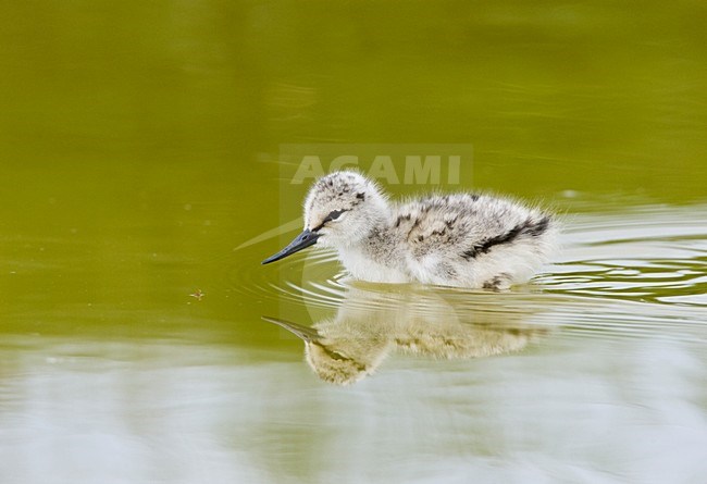 Kluut jong fouragerend; Pied Avocet young foraging stock-image by Agami/Roy de Haas,