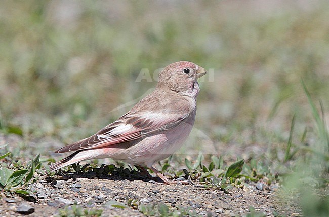 Volwassen mannetje Mongoolse Woestijnvink. Adult male Mongolian Finch stock-image by Agami/Mike Danzenbaker,