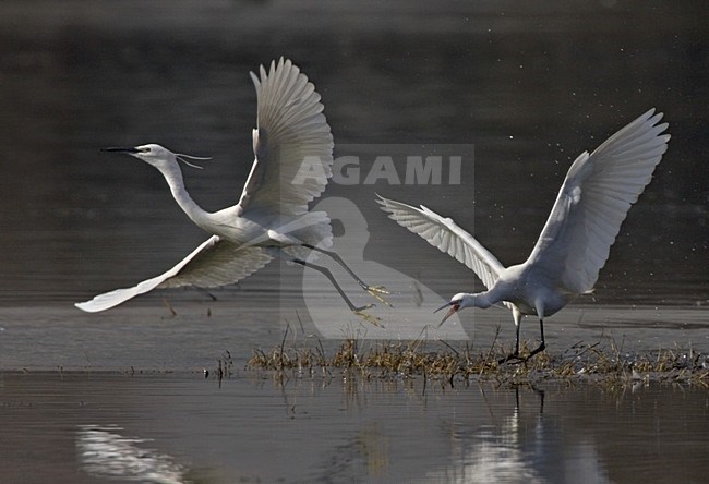 Little Egret fighting; Kleine Zilverreiger vechtend stock-image by Agami/Daniele Occhiato,