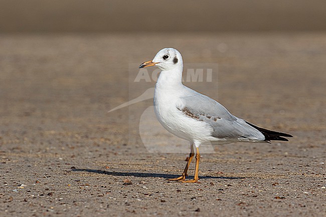 Immature Brown-headed Gull (Chroicocephalus brunnicephalus) in North-West India. stock-image by Agami/Josh Jones,