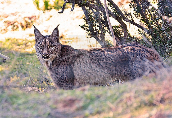 Iberian lynx, Lynx pardinus stock-image by Agami/Eduard Sangster,