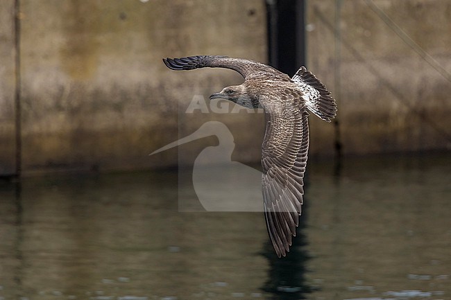 Juvenile Azores Gull (Larus 'michaellis' atlantis) flying on Praia Harbour, Terceira, Azores, Portugal. stock-image by Agami/Vincent Legrand,