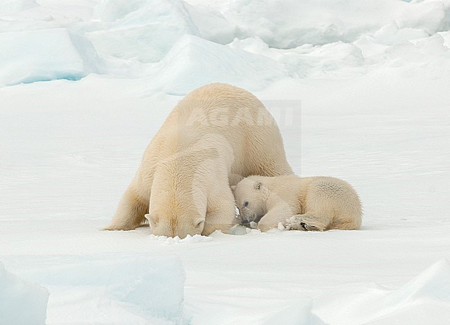 Polar bear (Ursus maritimus) adult looking in a hole for Seals, with cub stock-image by Agami/Roy de Haas,
