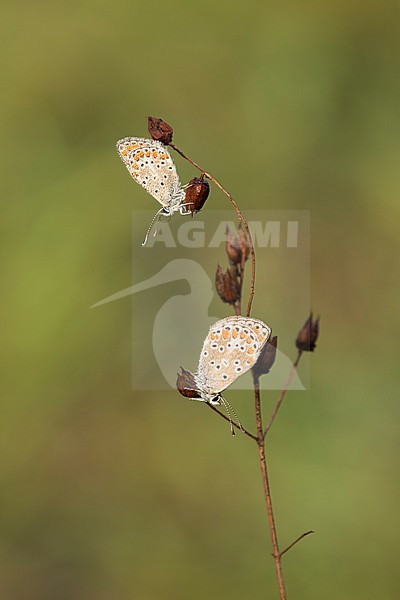 Bruin blauwtje, Brown Argus, stock-image by Agami/Walter Soestbergen,