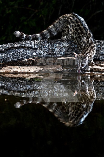 Common Genet (Genetta genetta) in Spain stock-image by Agami/Oscar Díez,