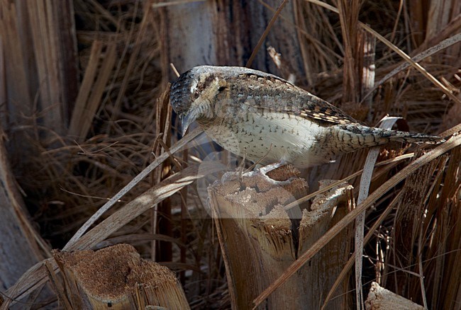 Draaihals zittend op een tak; Eurasian Wryneck perched on a branch stock-image by Agami/Markus Varesvuo,