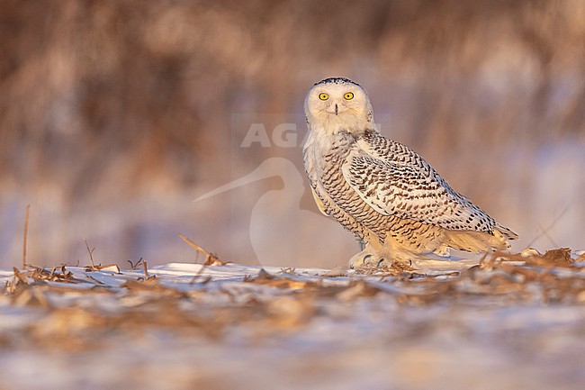 Snowy Owl (Bubo scandiacus) in snow covered landscape in Ontario Canada. stock-image by Agami/Marcel Burkhardt,