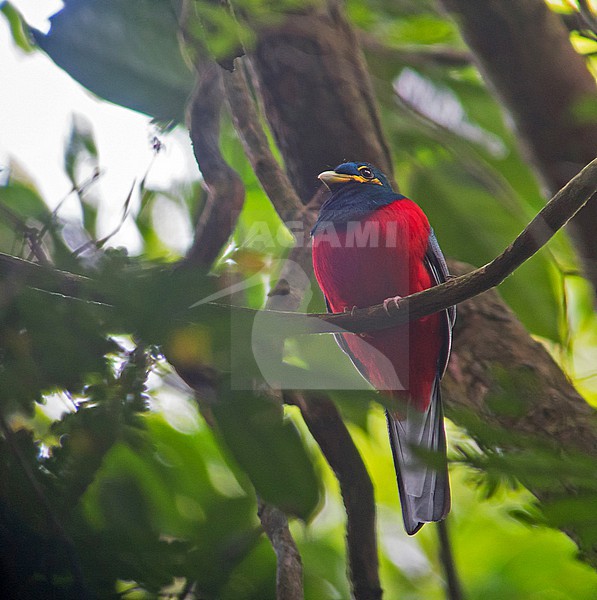 Bare-cheeked Trogon (Apaloderma aequatoriale) in Gabon. stock-image by Agami/Pete Morris,