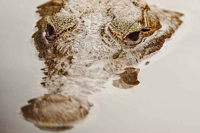 Nijlkrokodil half onder water; Nile Crocodile submerged stock-image by Agami/Wil Leurs,