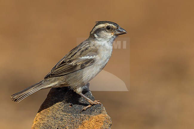 Vrouwtje Kaapverdische Mus; Iago Sparrow female stock-image by Agami/Daniele Occhiato,