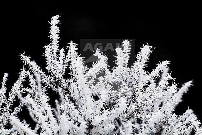 Bevroren takken, Branches with frost stock-image by Agami/Menno van Duijn,