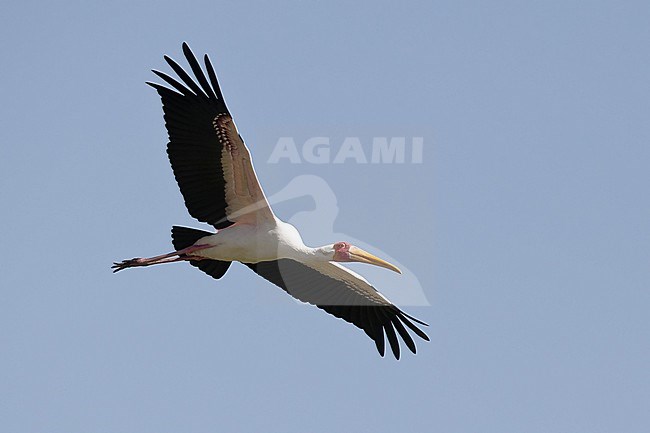 Adult Yellow-billed Stork (Mycteria ibis) in flight from below above Lake Chamo in Ethiopia stock-image by Agami/Mathias Putze,