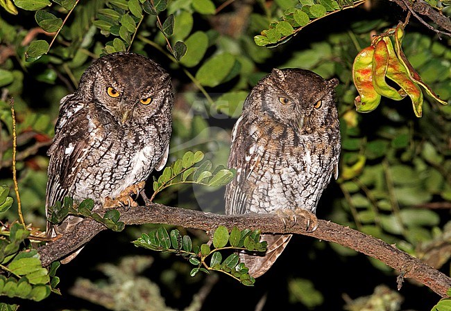 Two adult Koepcke's Screech-Owls (Megascops koepckeae hockingi) perched on a branch in Cusco, Peru, South-America. stock-image by Agami/Steve Sánchez,