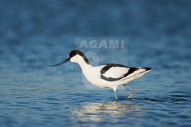 Kluut, Pied Avocet, Recurvirostra avosetta stock-image by Agami/Menno van Duijn,