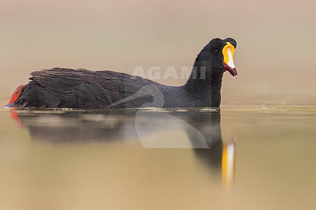 Giant Coot (Fulica gigantea) at a lake  in Argentina stock-image by Agami/Dubi Shapiro,
