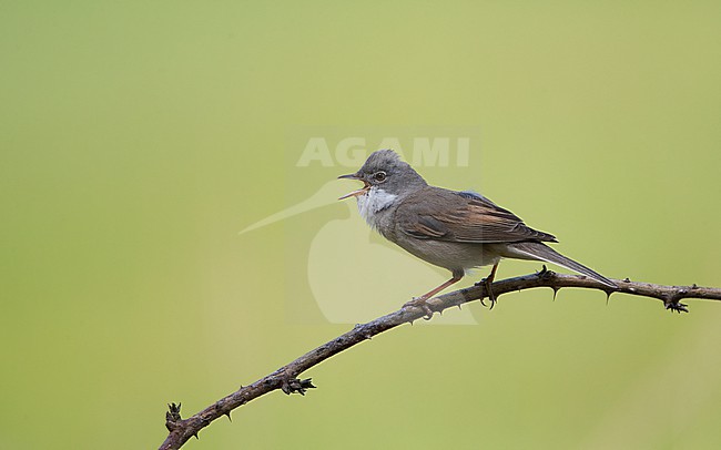 Adult male Common Whitethroat (Sylvia communis communis) singing from a branch with green background at North Zealand, Denmark stock-image by Agami/Helge Sorensen,