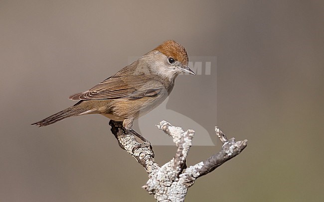 Female Blackcap sitting on a branch stock-image by Agami/Onno Wildschut,