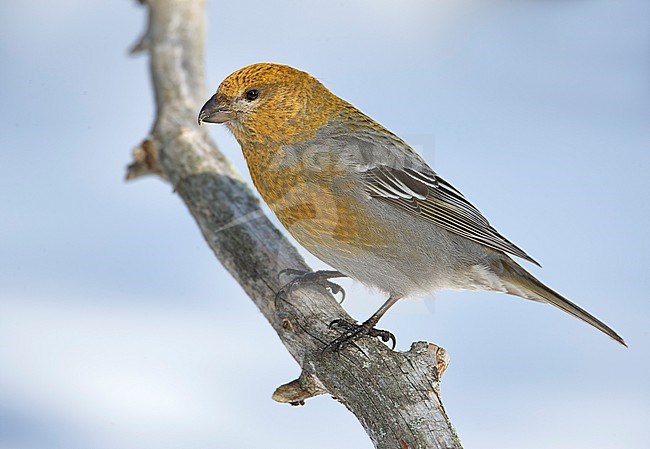 Pine Grosbeak female (Pinicola enucleator) Liminka Finland April 2006 stock-image by Agami/Markus Varesvuo,