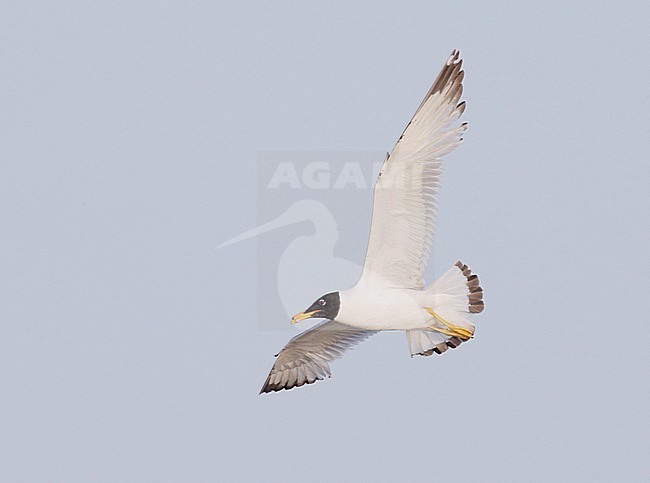 Derde zomer Reuzenzwartkopmeeuw, Third summer Pallas's Gull stock-image by Agami/Mike Danzenbaker,