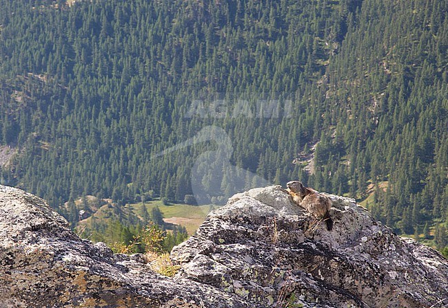 Alpine marmot is resting stock-image by Agami/Theo Douma,