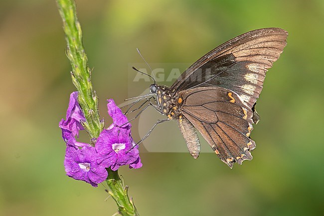 Polydamas Swallowtail butterfly (Battus polydamas) at Palestina, Huila, Colombia.   This is the Swallowtail without a tail. stock-image by Agami/Tom Friedel,
