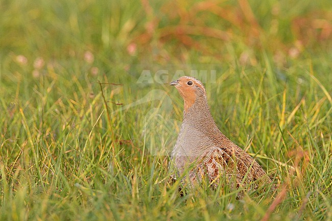Patrijs zittend in grasland; Grey Partridge perched in grassland stock-image by Agami/Menno van Duijn,