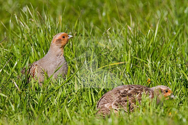 Patrijzen in het veld, Grey Partridges in the field stock-image by Agami/Menno van Duijn,