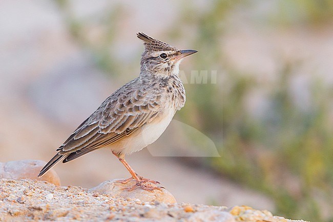 Crested Lark, Adult standing on the sand, Salalah, Dhofar, Oman stock-image by Agami/Saverio Gatto,
