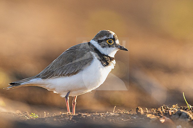Kleine Plevier, Little Ringed Plover, Charadrius dupius stock-image by Agami/Menno van Duijn,