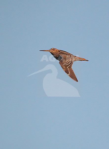 Great Snipe (Gallinago media) in flight at Fossdalen, Rindal, Møre & Romsdal, Norway. stock-image by Agami/Helge Sorensen,