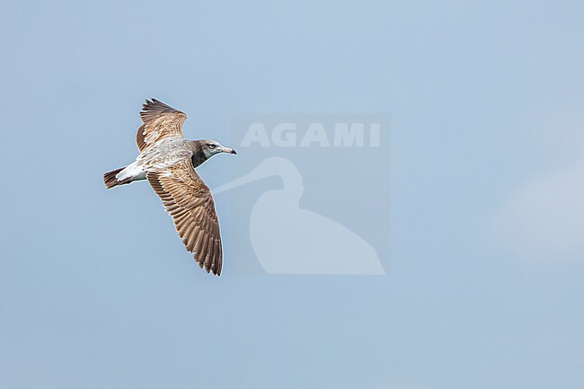 Immature Black-tailed Gull (Larus crassirostris) at sea off Japan. stock-image by Agami/Marc Guyt,