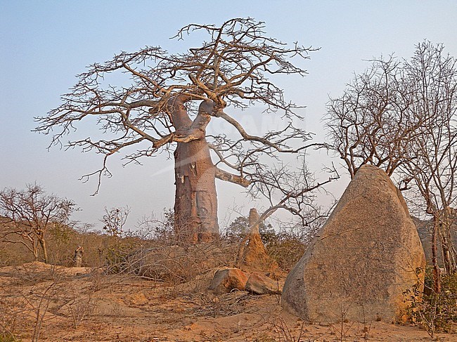 Old tall Baobab tree in the dry season near Benguela in Angola. stock-image by Agami/Pete Morris,