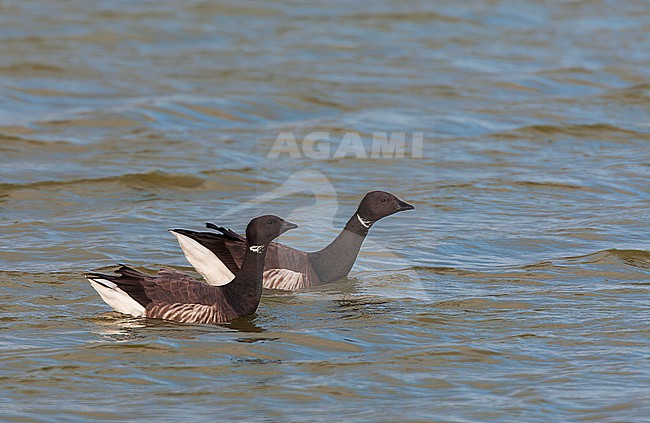 Dark-bellied Brent Geese (Branta bernicla) on Texel, Netherlands. stock-image by Agami/Marc Guyt,